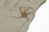 Ordovician Fossil Starfish and Brittle Star Plate - Morocco #221075-2